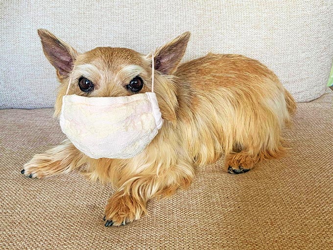 【緊急取材】新型コロナウイルス感染症は犬や猫もかかるのか？～獣医師に聞いた注意点～