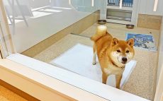 捨て犬を殺処分する獣医師の無念さと未来への願い～殺処分ゼロが続く神奈川県動物愛護センターの物語～