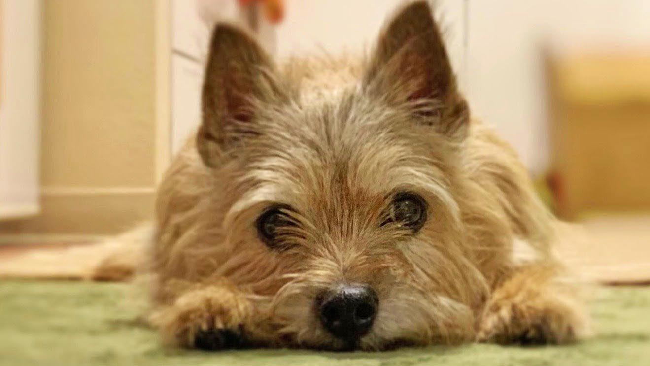 14歳の老犬が誤飲で救急外来へ 忘れたころに投げかけられる気付き ニッポン放送 News Online