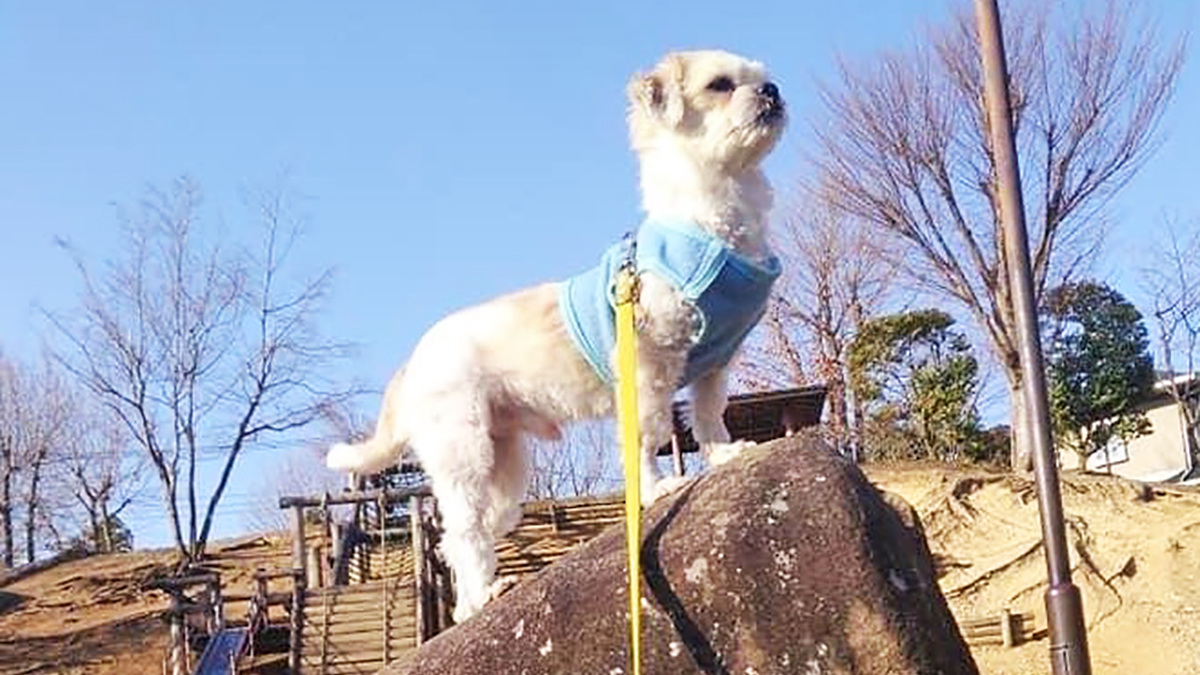 失踪した愛犬を不眠不休で何日も探し続けた飼い主の決意と悲願 前編 ニッポン放送 News Online