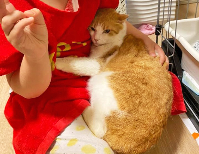 奄美大島の“ノネコ”が東京の小学生の手でナデナデ大好き猫に変貌