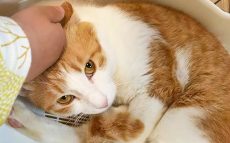 奄美大島の“ノネコ”が東京の小学生の手でナデナデ大好き猫に変貌