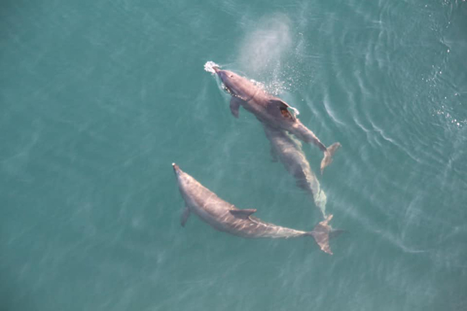 “命の恩人”で家族でもある野生イルカを、今度は私が守る！～能登島イルカガイドの秘話～