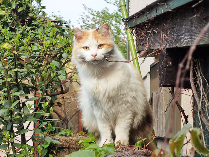 史上初 猫の地位向上めざし 猫番付 を獣医師と行司が10年かけて作成 ニッポン放送 News Online