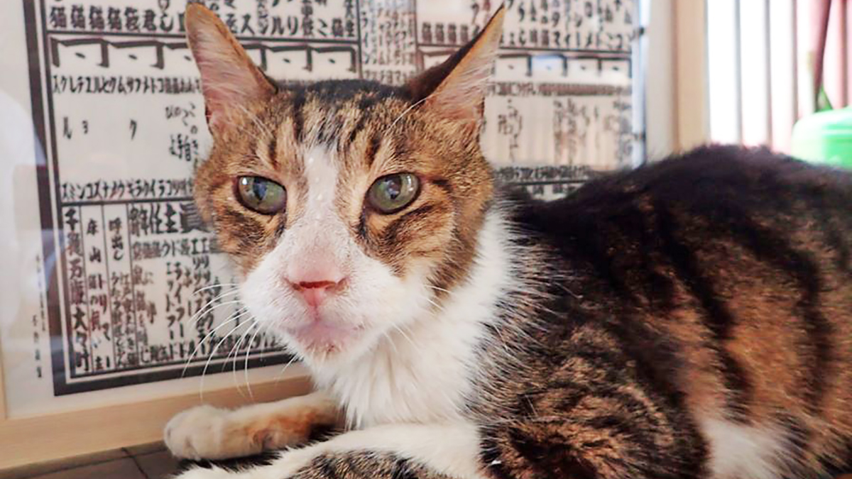 史上初 猫の地位向上めざし 猫番付 を獣医師と行司が10年かけて作成 ニッポン放送 News Online
