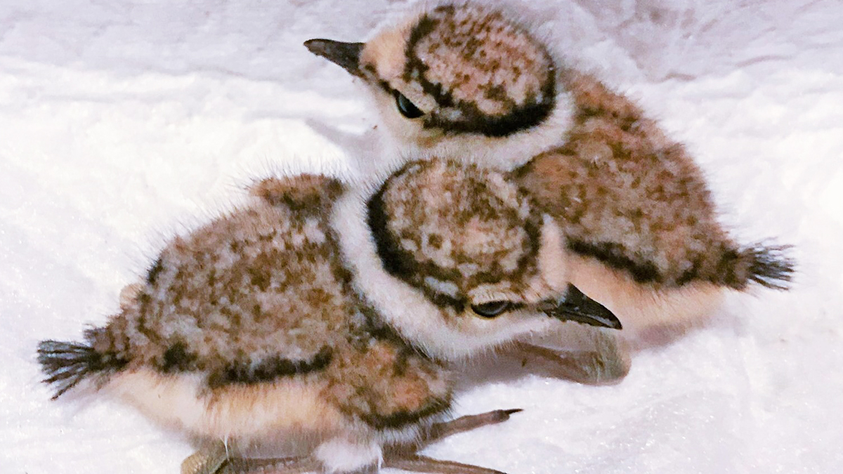 側溝からヒナの声～拾ってはダメと知りつつ野鳥に手を差し伸べた結果