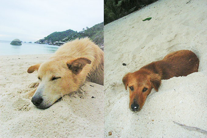 タイの小島の自由な犬たちの暮らしを眺めて癒されたい！