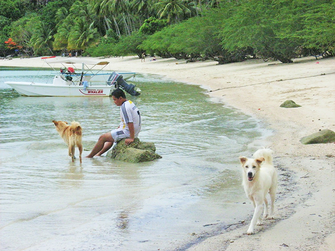 タイの小島の自由な犬たちの暮らしを眺めて癒されたい！