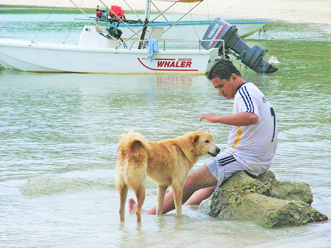 タイの小島の自由な犬たちの暮らしを眺めて癒されたい ニッポン放送 News Online