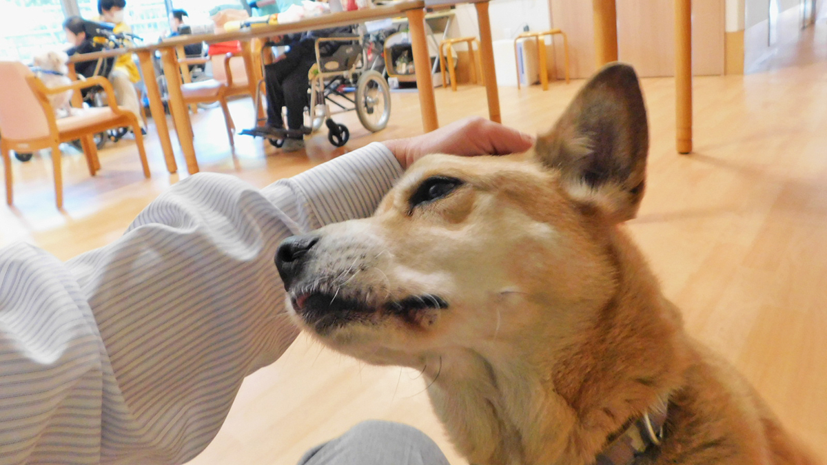 独りで逝かせない ペット可老人ホームの看取り犬をめぐる奇跡と感動の実話 ニッポン放送 News Online