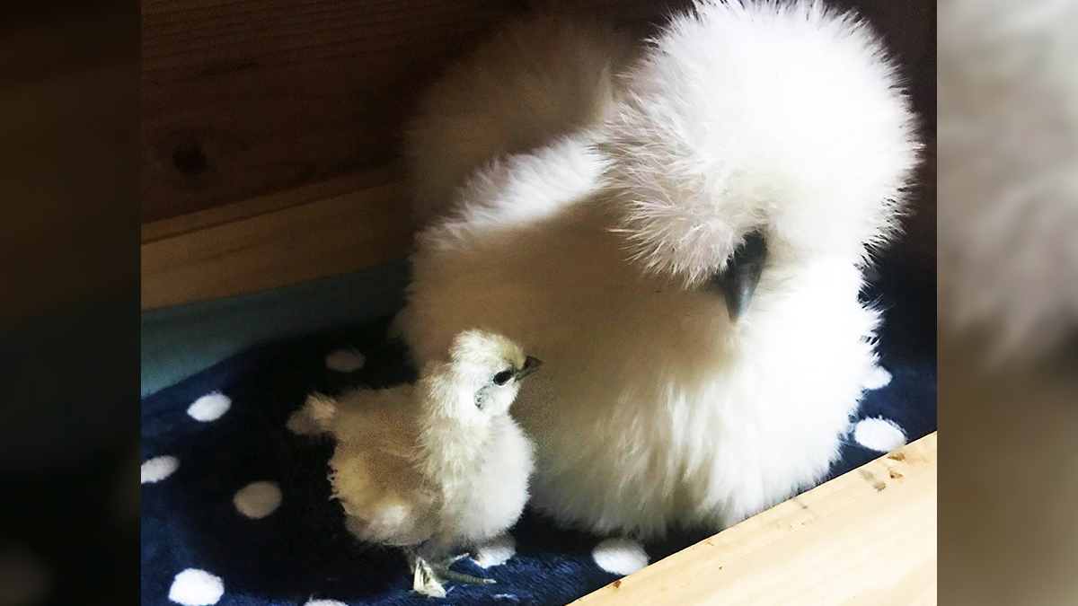 室内放し飼い烏骨鶏に悲願のヒナ誕生 人間夫婦の暮らしは鶏小屋のなか ニッポン放送 News Online