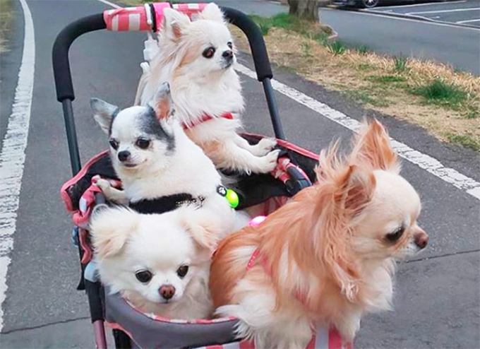 5頭のチワワの涙と笑顔の育犬と ウサギや小鳥に囲まれた夢のような日々とは ニッポン放送 News Online