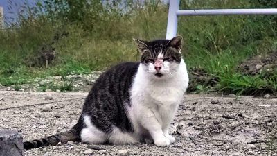 多摩川に猫と流されたホームレスの“おじさん”を忘れない～令和元年の台風水害の記憶～
