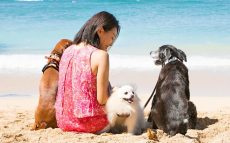 バリキャリ女性を拒食症から救いハワイ移住に導いたチワワ～人生の機転になった犬との出会い～