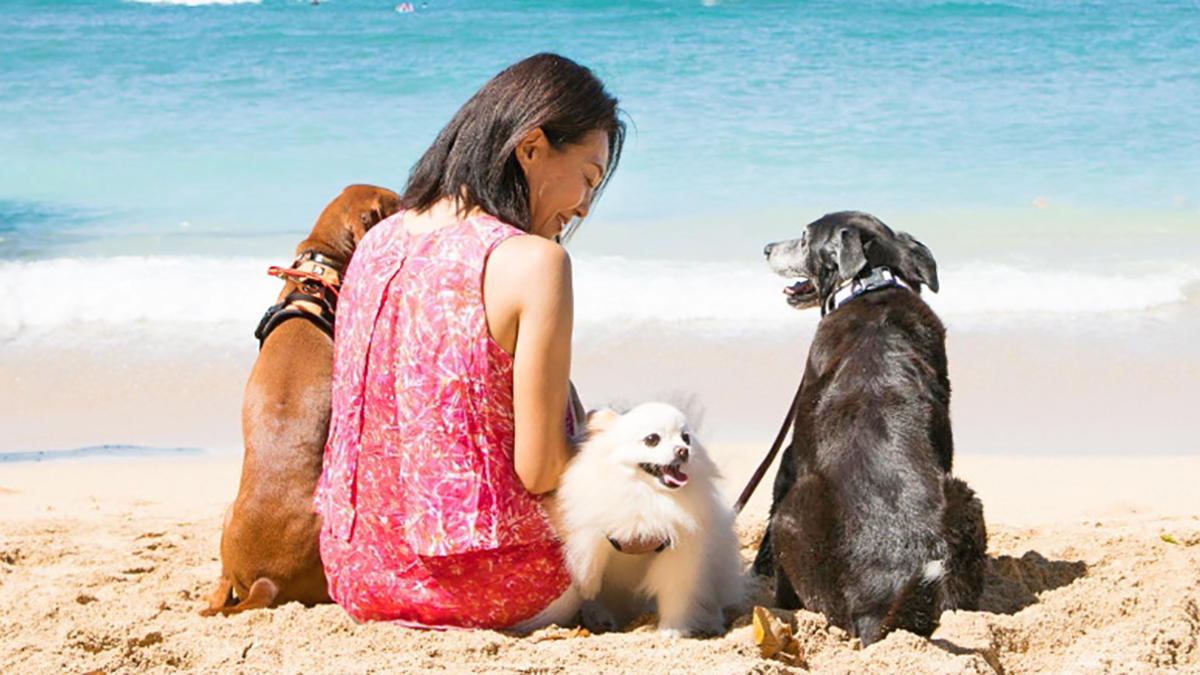 バリキャリ女性を拒食症から救いハワイ移住に導いたチワワ 人生の機転になった犬との出会い ニッポン放送 News Online