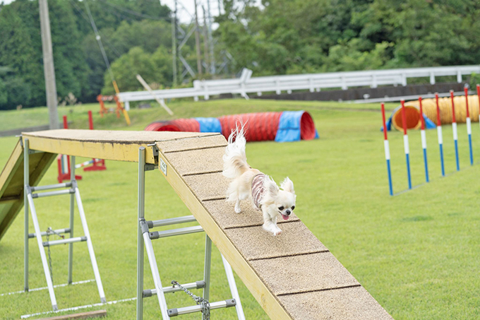 チワワとドッグスポーツに挑戦 犬の笑顔が見たいから ニッポン放送 News Online