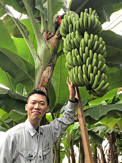 なぜ栃木県でバナナ栽培？ いま「益子町産バナナ」が話題の理由
