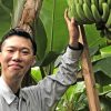 なぜ栃木県でバナナ栽培？ いま「益子町産バナナ」が話題の理由