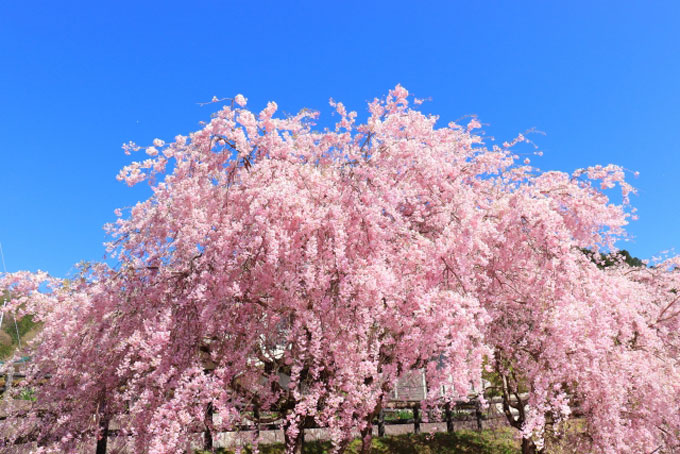 ご存知ですか 桜 という名前の由来 ニッポン放送 News Online