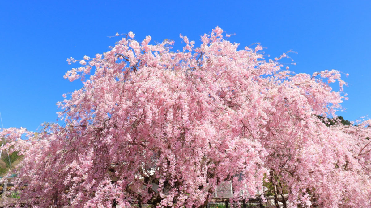 ご存知ですか 桜 という名前の由来 ニッポン放送 News Online