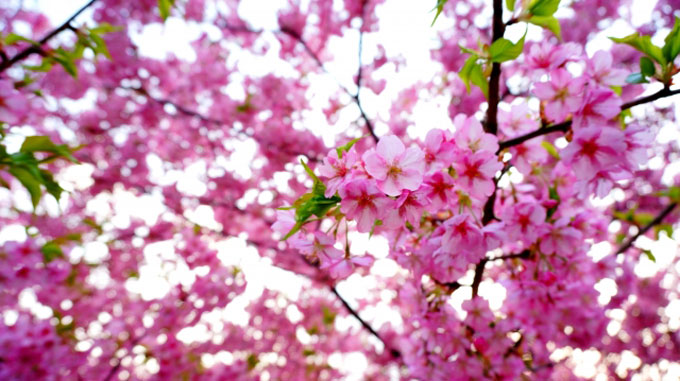 日本に自生している桜は何種類ある？
