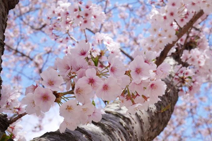 「ソメイヨシノ」は最初は吉野桜と呼ばれていた