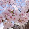 「ソメイヨシノ」は最初は吉野桜と呼ばれていた