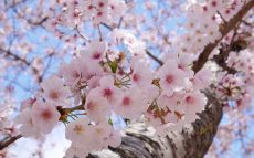 「ソメイヨシノ」は最初は吉野桜と呼ばれていた