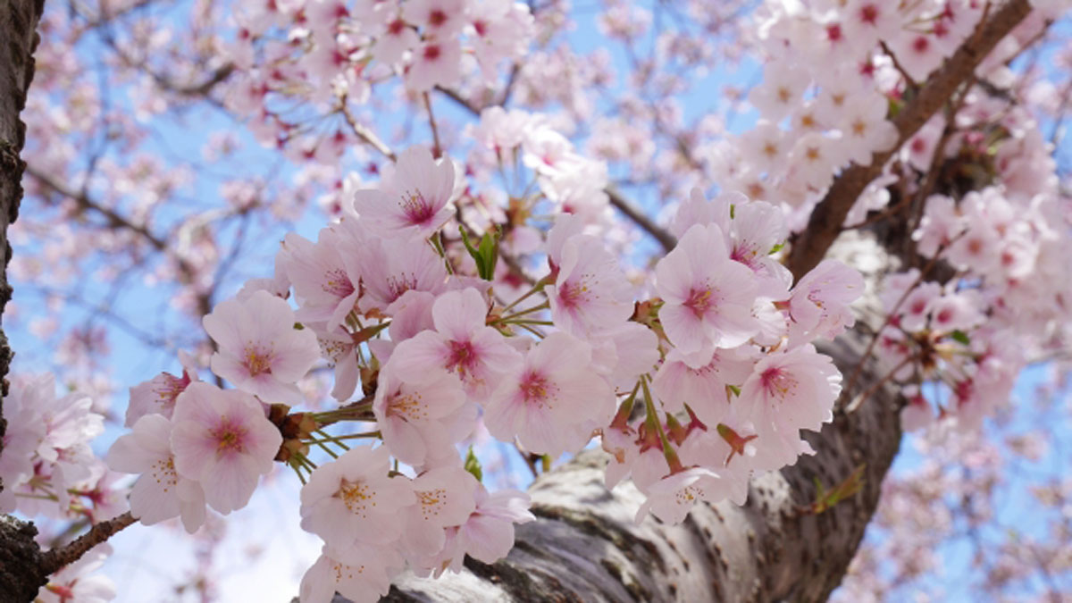 ソメイヨシノ」は最初は吉野桜と呼ばれていた – ニッポン放送 NEWS ONLINE