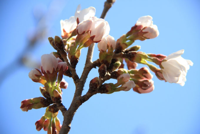 桜の開花宣言」どこの桜が何輪咲いたら開花？ – ニッポン放送 NEWS ONLINE