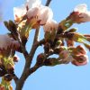 「桜の開花宣言」どこの桜が何輪咲いたら開花？