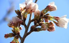 「桜の開花宣言」どこの桜が何輪咲いたら開花？