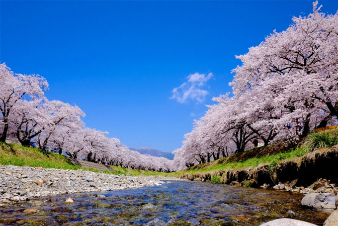 桜色」はソメイヨシノの花の色を表した言葉ではない – ニッポン放送