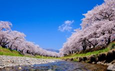「桜色」はソメイヨシノの花の色を表した言葉ではない
