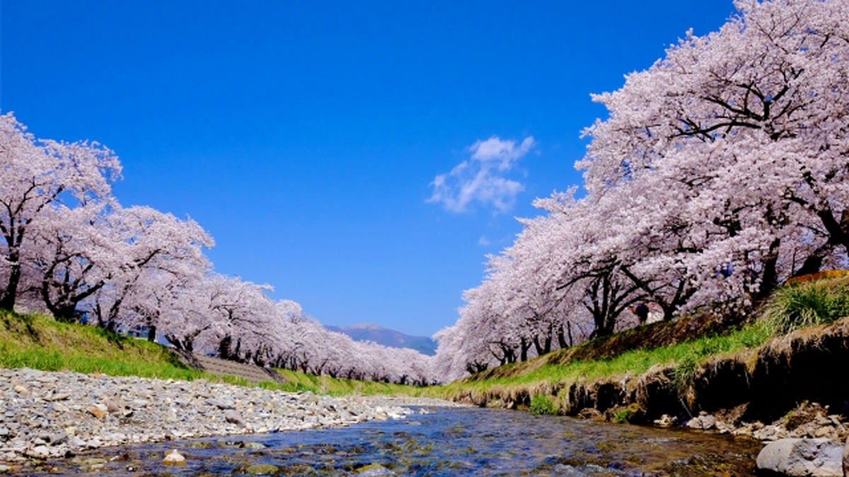 桜色 はソメイヨシノの花の色を表した言葉ではない ニッポン放送 News Online