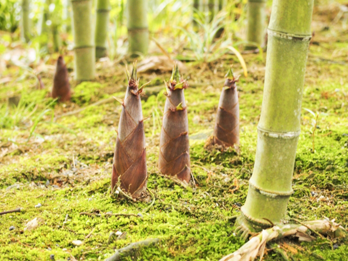 タケノコが「竹」になる過程で必要な“脱皮”とは