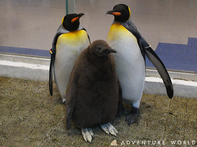 アドベンチャーワールドで キングペンギンの赤ちゃん誕生 2年連続で人工授精に成功 ニッポン放送 News Online