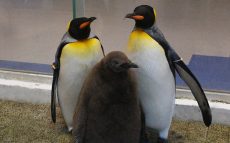 アドベンチャーワールドで、キングペンギンの赤ちゃん誕生　2年連続で人工授精に成功