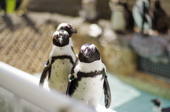 日本初のペンギンショーはどこで開催されたの？