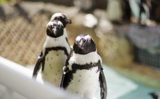 日本初のペンギンショーはどこで開催されたの？