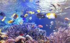 現存する「日本で最も歴史が古い水族館」はどこにあるの？