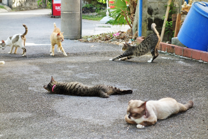 世界自然遺産「奄美・沖縄」で増える野良猫の問題