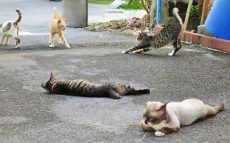 世界自然遺産「奄美・沖縄」で増える野良猫の問題