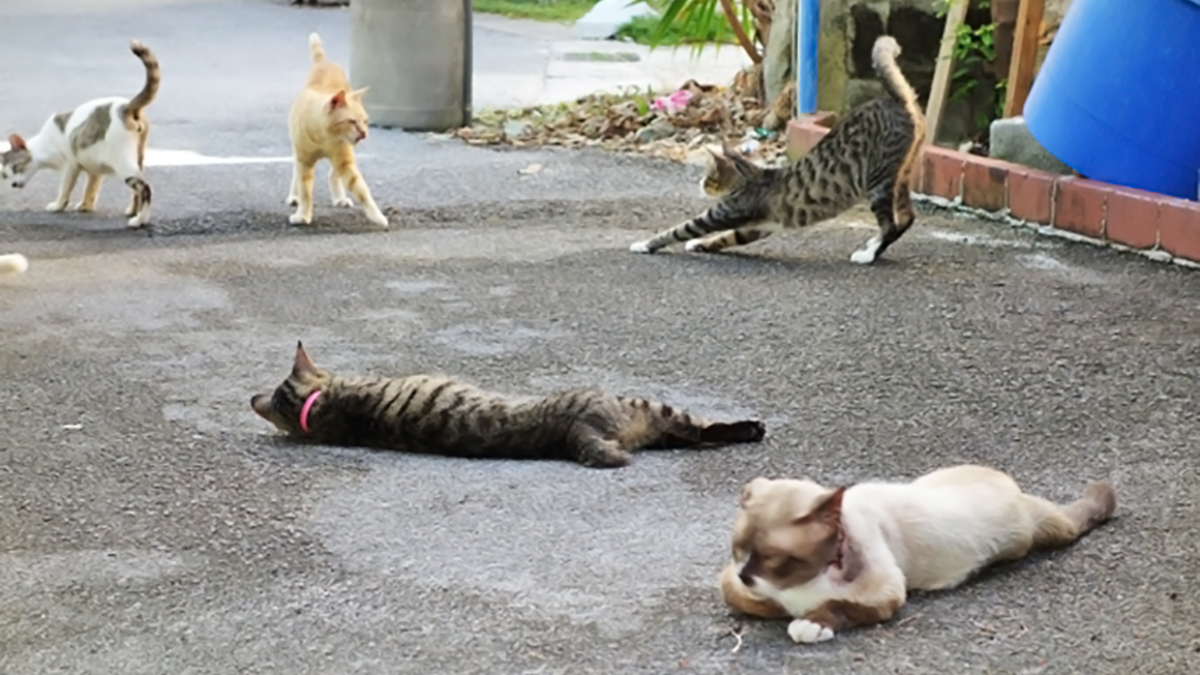 世界自然遺産 奄美 沖縄 で増える野良猫の問題 ニッポン放送 News Online