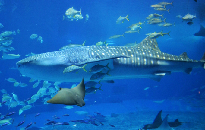「沖縄美ら海水族館」誕生のきっかけとは