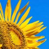 ひまわりって、どこからどこまでが「花」なの？
