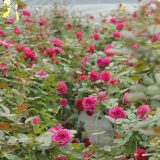 埼玉県深谷市で農薬不使用の”食べられるバラ”の栽培、そのバラを原料とした加工食品と化粧品の開発・販売をするROSE LABO