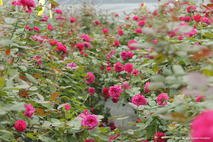 埼玉県深谷市で農薬不使用の”食べられるバラ”の栽培、そのバラを原料とした加工食品と化粧品の開発・販売をするROSE LABO