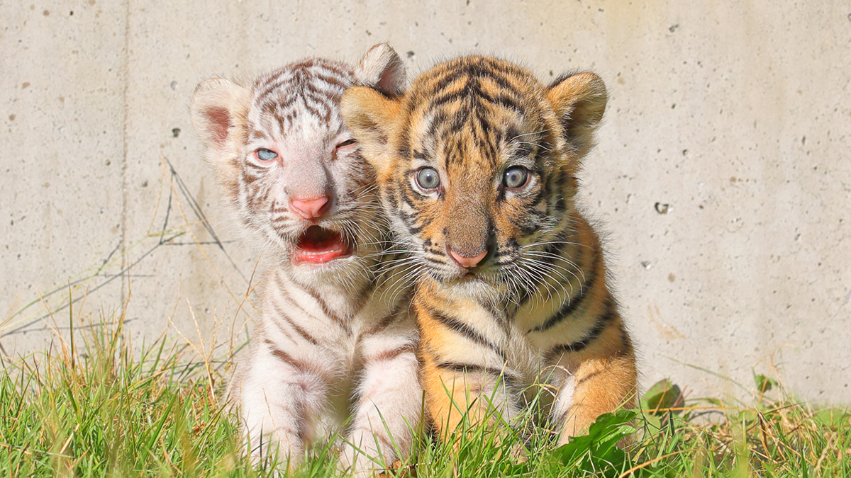 ベンガルトラの赤ちゃんも誕生 自由すぎる動物園 を始めたきっかけ ニッポン放送 News Online