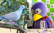 「埼玉の皆さん、大変です！」辛坊治郎、県鳥・シラコバト『絶滅危機』報道に衝撃